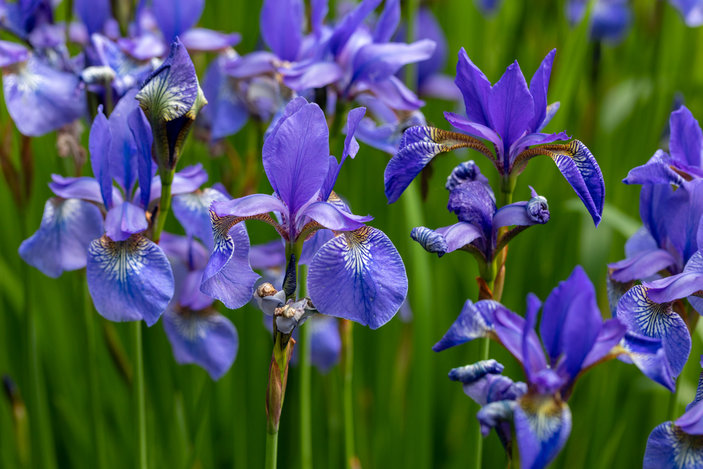 Iris versicolore, la plante du mois de juin