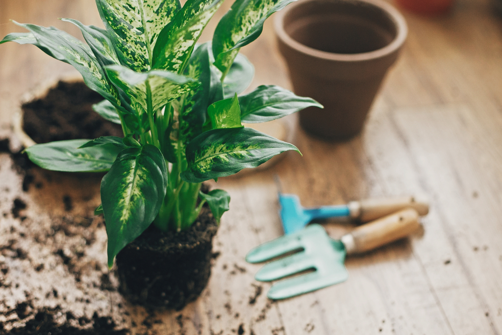 Rempoter vos plantes d'intérieur