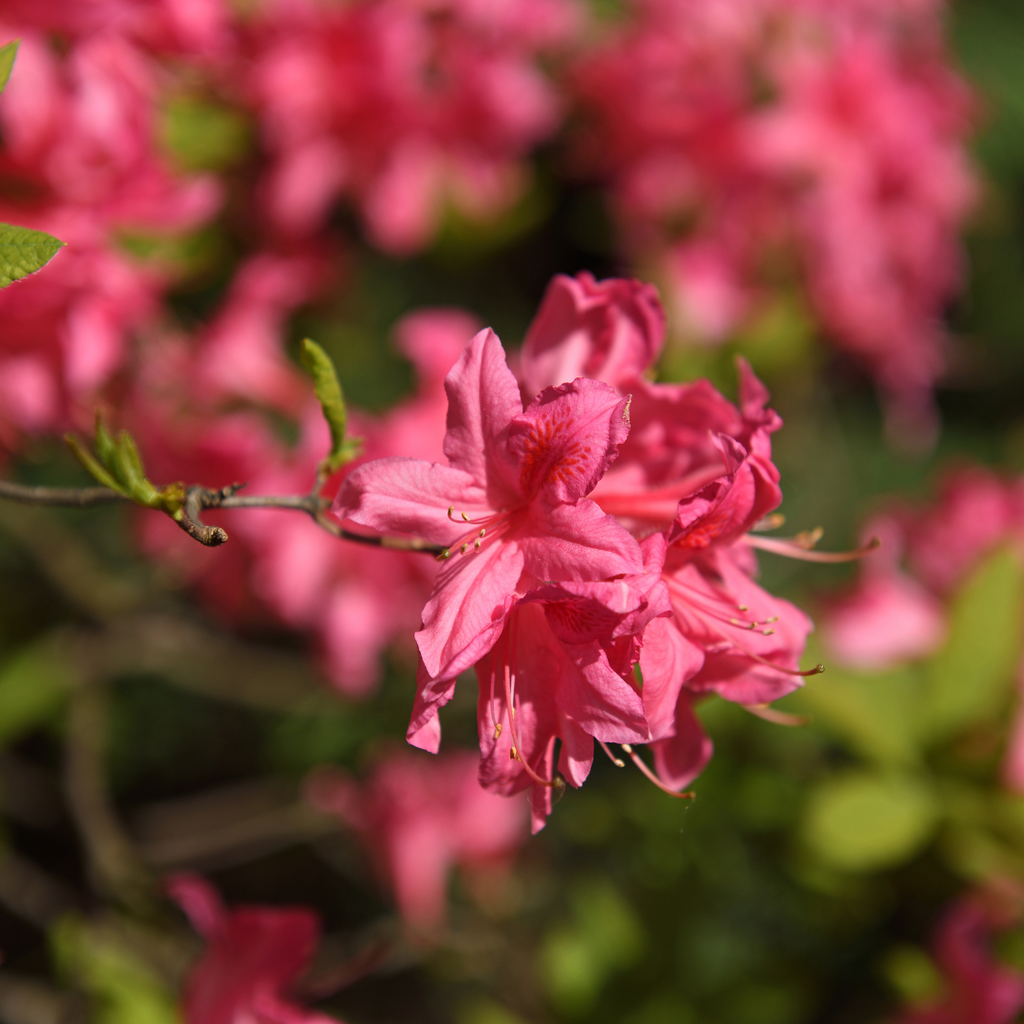 Azalée Rosy Lights - Rhododendron 'Rosy Lights'