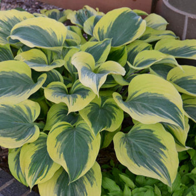 Hosta Liberty - Hosta 'Liberty' – Enracinés
