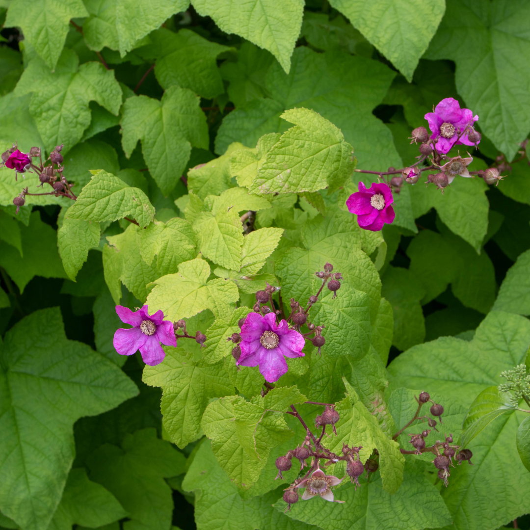 Ronce Sans Épines ‘Thornfree’ – 3 Plants En Pot 9 Cm – Fruits Noirs, Rustique – Idéal Jardin Ou Balcon