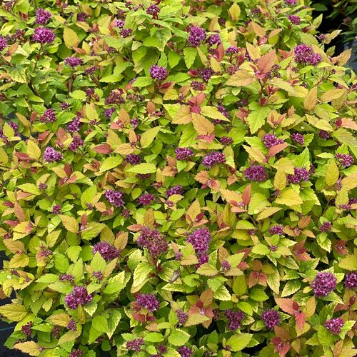Spirée Double Play Dolly - Spiraea japonica 'Double Play Dolly'