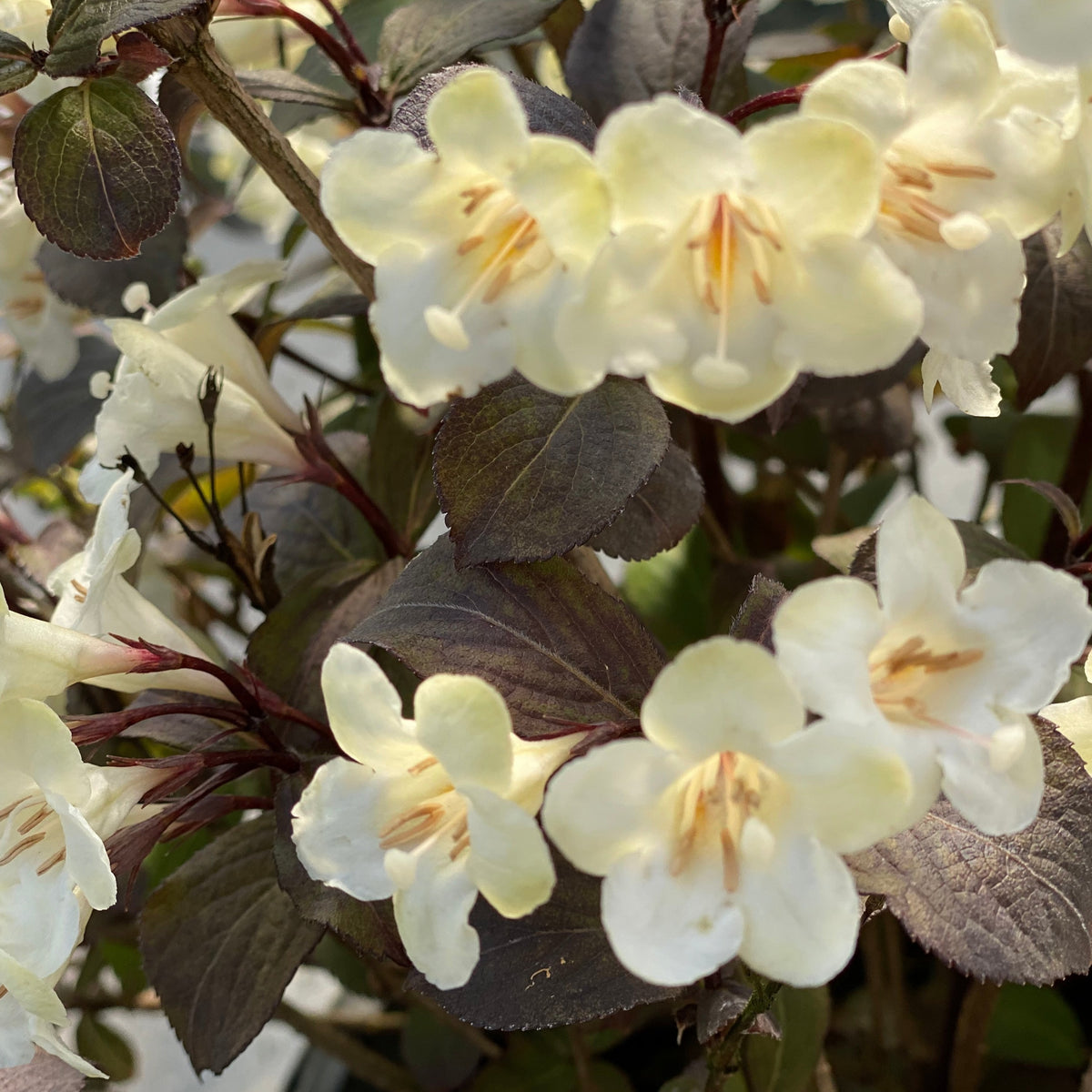 Weigela Wine and Spirits Weigela florida 'Wine and Spirits' Enracinés