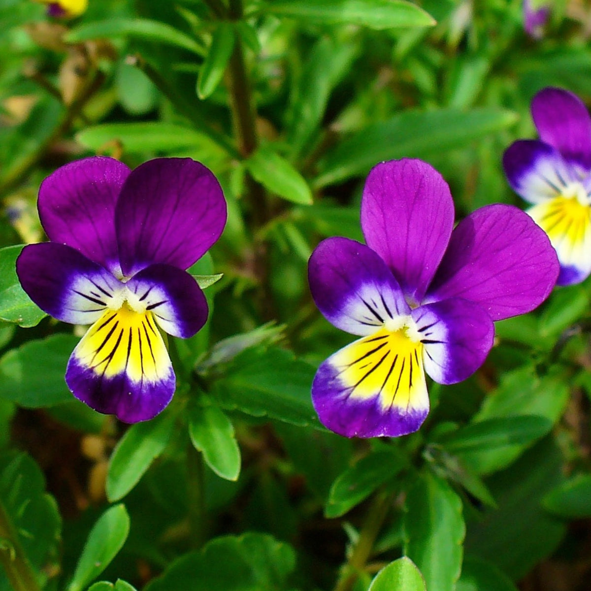 Pensée sauvage Viola tricolor (plant BIO) – Enracinés