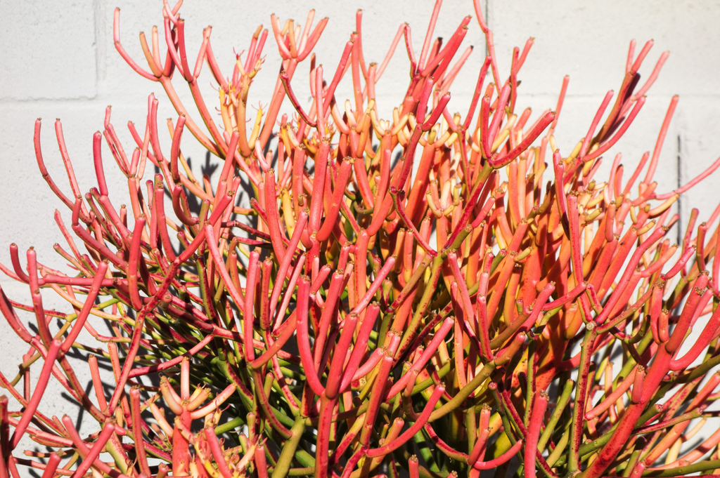 Euphorbia tirucalli ‘Fire Sticks’ : une flamboyante plante d’intérieur