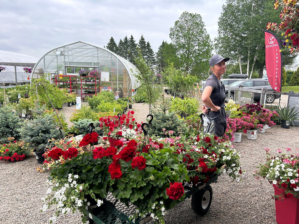 Pourquoi acheter vos plants avant le temps de planter et quoi faire av   Enracins
