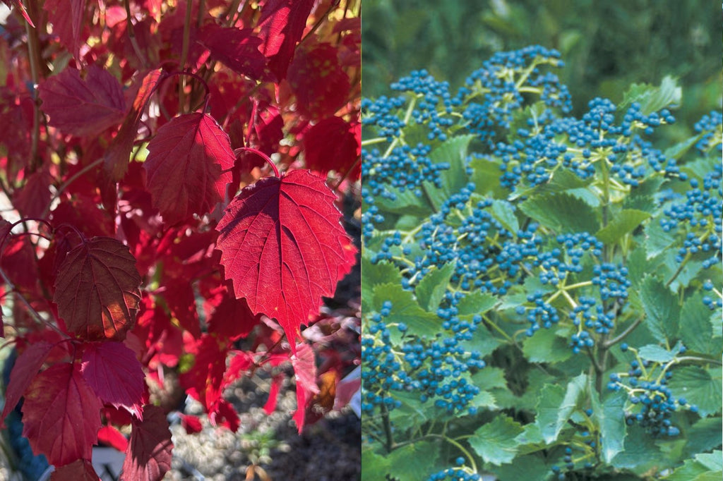 Viburnum Blue Muffin : un arbuste ornemental aux petits fruits bleutés