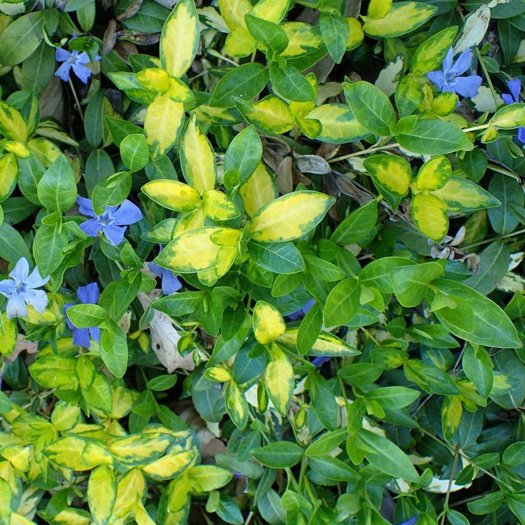 🌿 Vinca minor Illumination : un couvre-sol lumineux et résistant