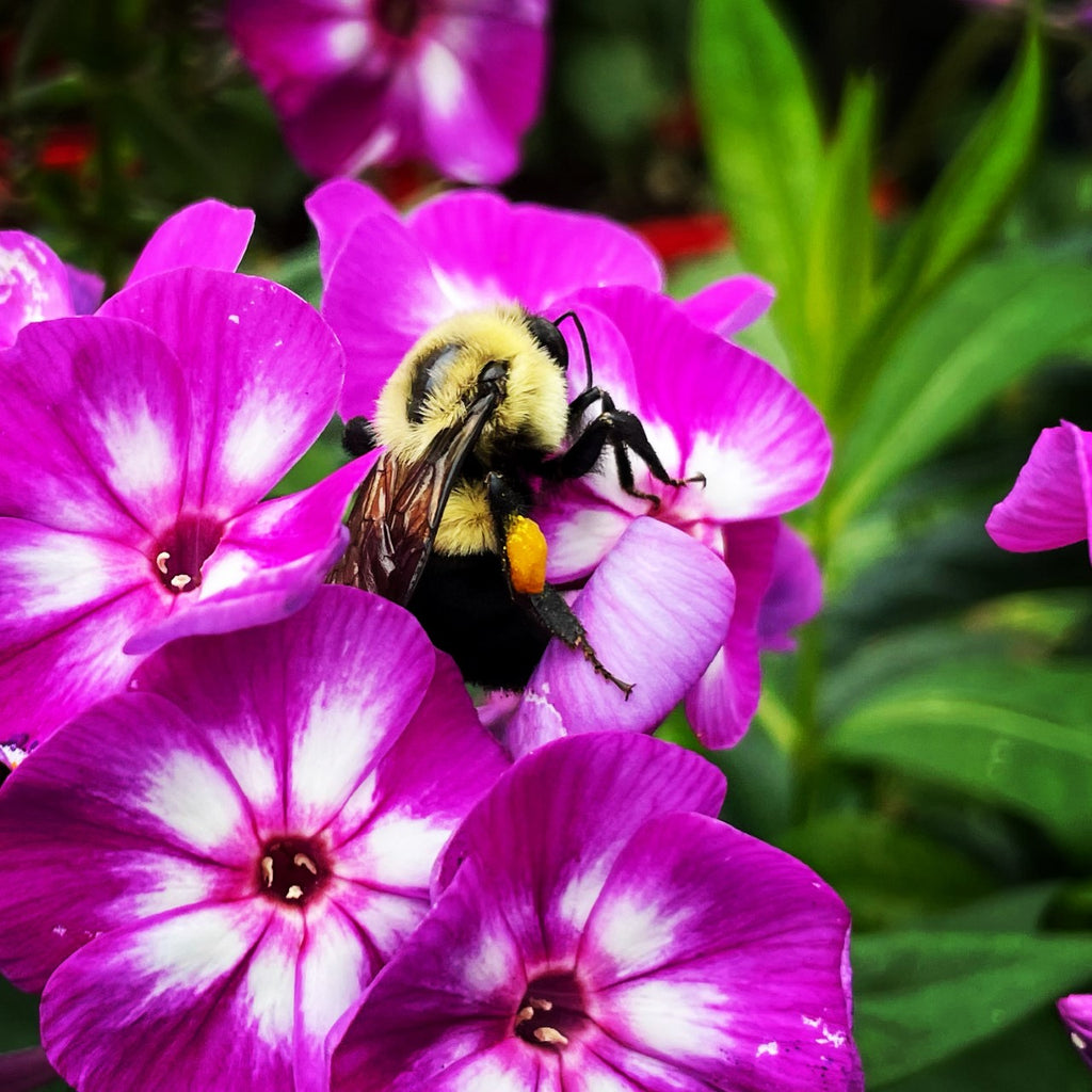 Sauvons nos abeilles!