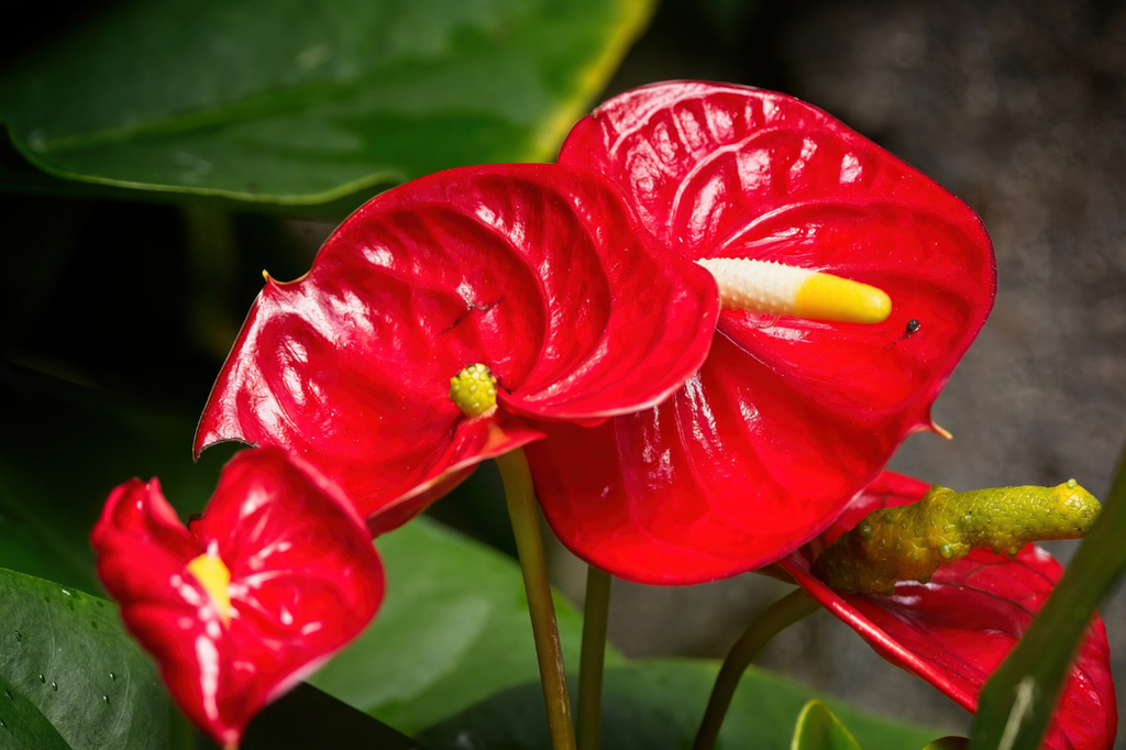 Anthurium : Comment le cultiver et le faire refleurir dans votre maison?