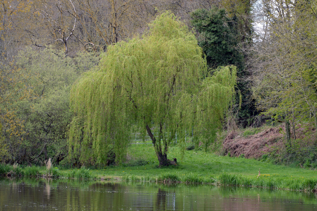 Comment planter un arbre dans un sol mal drainé