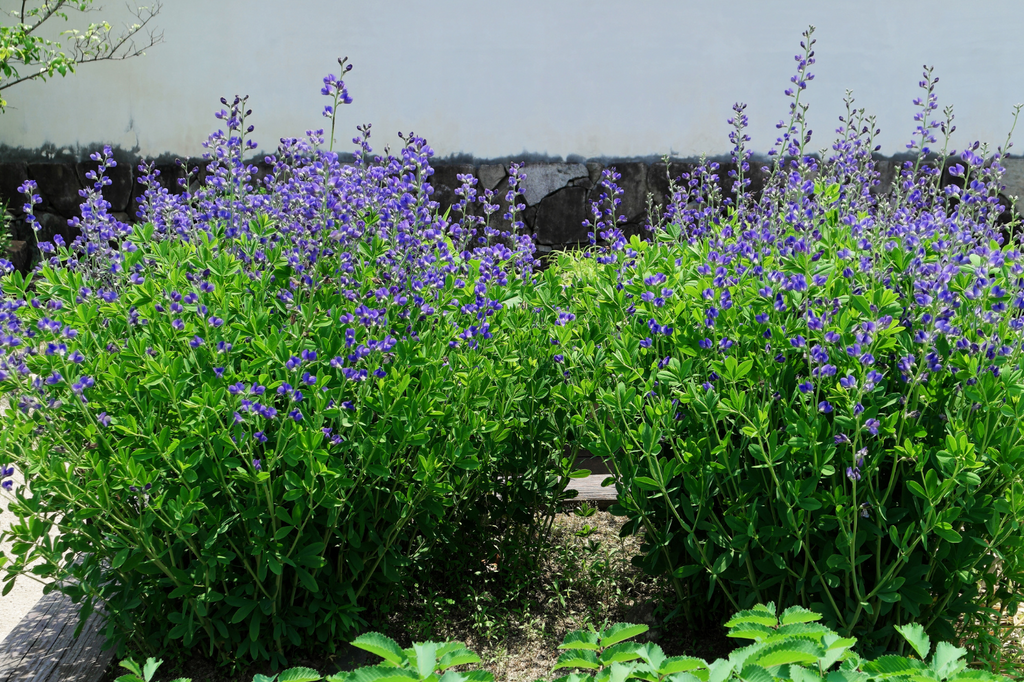 Baptisia – Une vivace robuste et spectaculaire au jardin