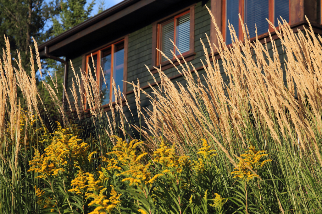 Calamagrostis ‘Karl Foerster’ : l’incontournable des aménagements paysagers