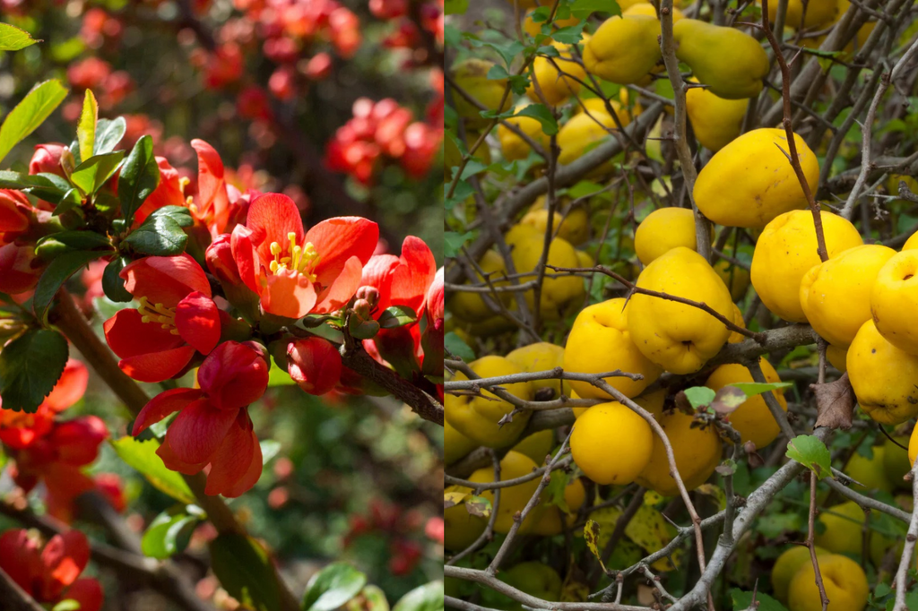 Chaenomeles superba ‘Crimson and Gold’ : un arbuste éclatant dès le printemps