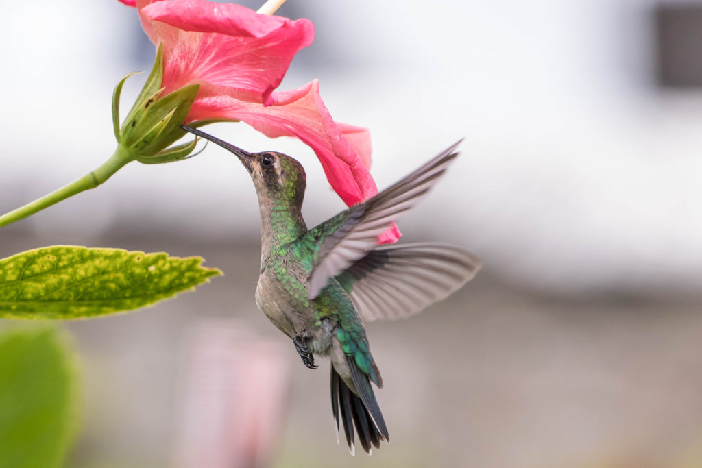 Comment attirer les colibris et les papillons – Série « Fleurs