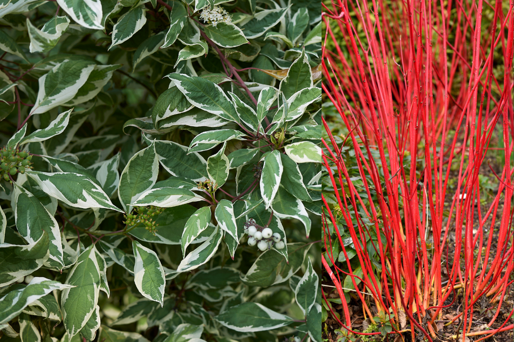 Les Cornus : des arbustes colorés et résistants pour vos aménagements