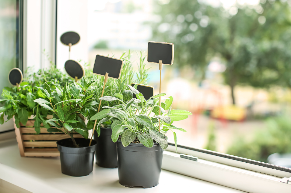 Faire pousser ses fines herbes à l’intérieur toute l’année au Québec : Guide pratique