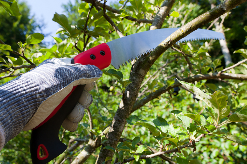 Les bonnes techniques de taille des arbres au Québec 🌳✂️