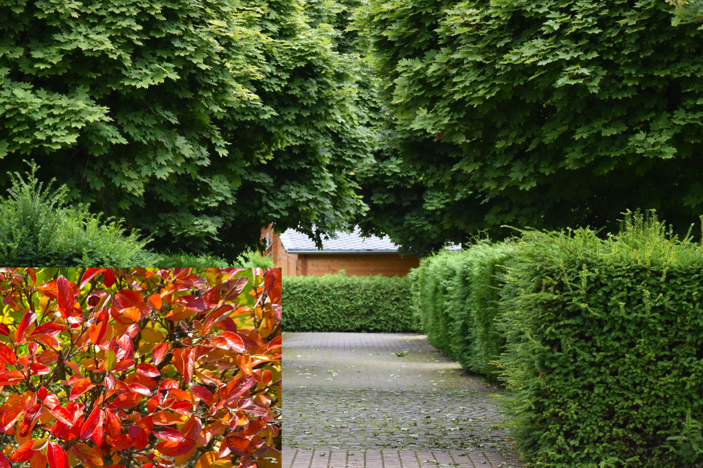 Cotoneaster acutifolius : un arbuste rustique et polyvalent pour vos aménagements