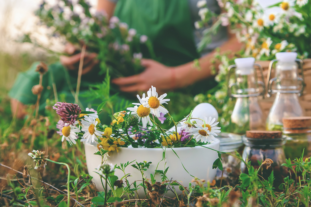 Plantes médicinales à cultiver à la maison : Un mini jardin de bien-être à portée de main