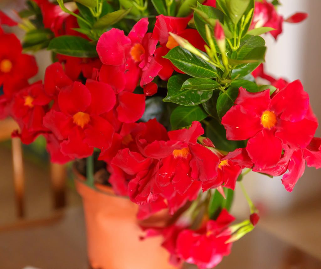 Guide complet de l’hivernage du mandevilla