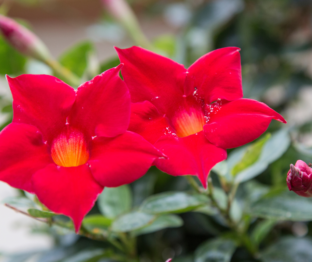 Cultiver le mandevilla : la touche exotique qui fait tourner les têtes!