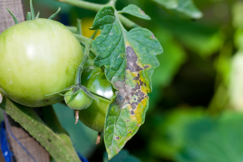 Le mildiou de la tomate : Prévention et traitements naturels