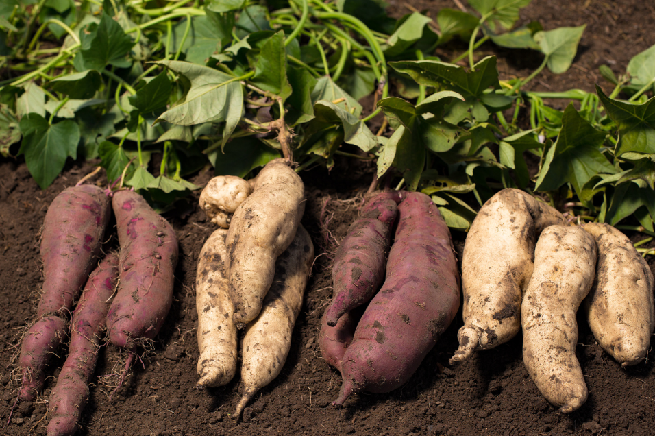Comment cultiver la patate douce au potager