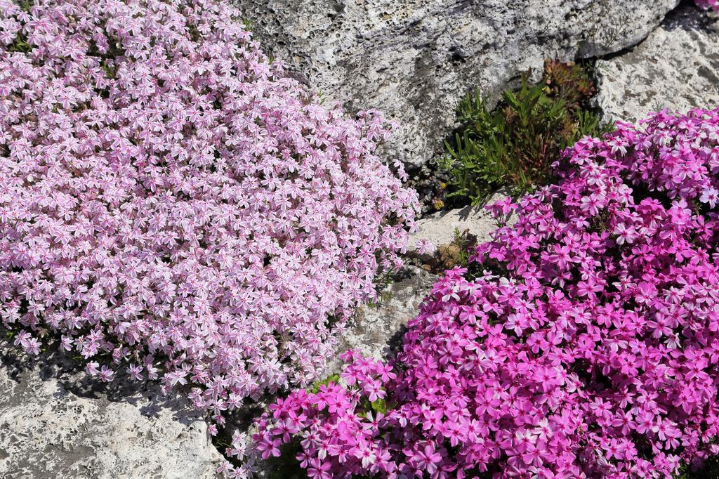 Phlox subulata : un tapis fleuri incontournable au printemps