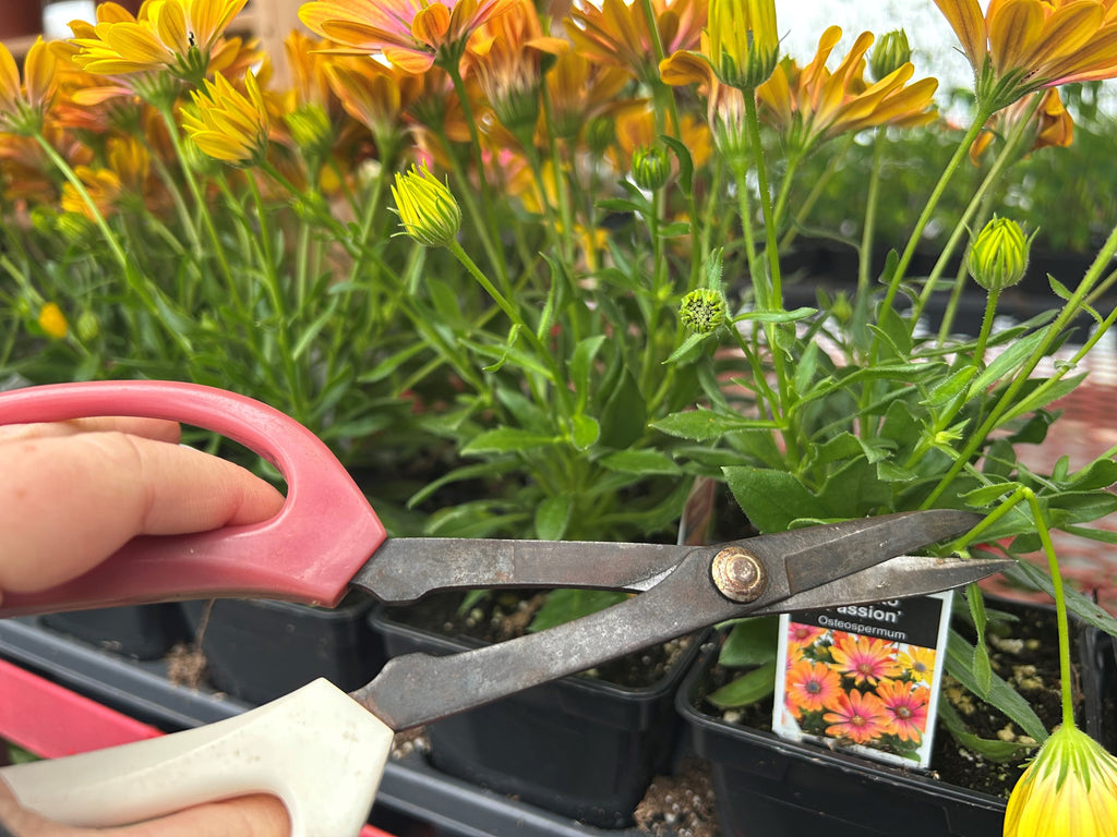 Pincer vos plants de fleurs annuelles : Pourquoi et comment bien le faire ?