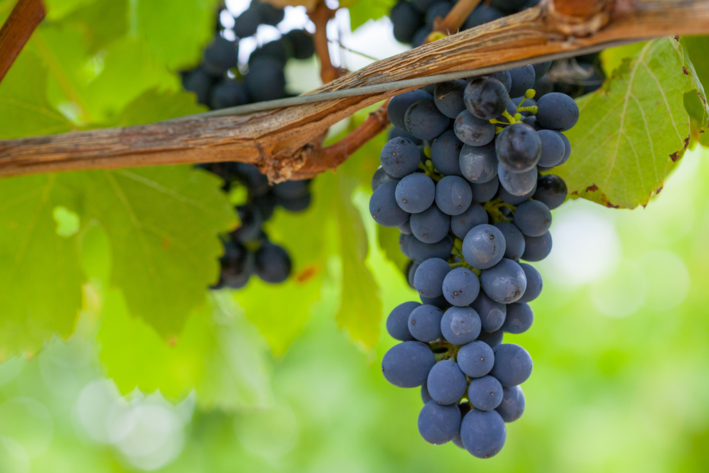 La culture de la vigne à raisin