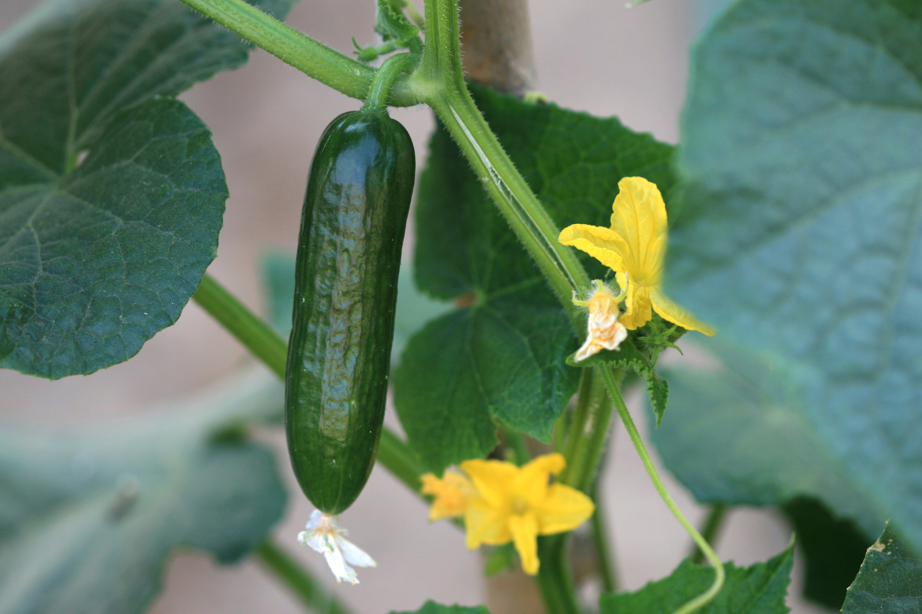 La culture du concombre, au potager  Enracins