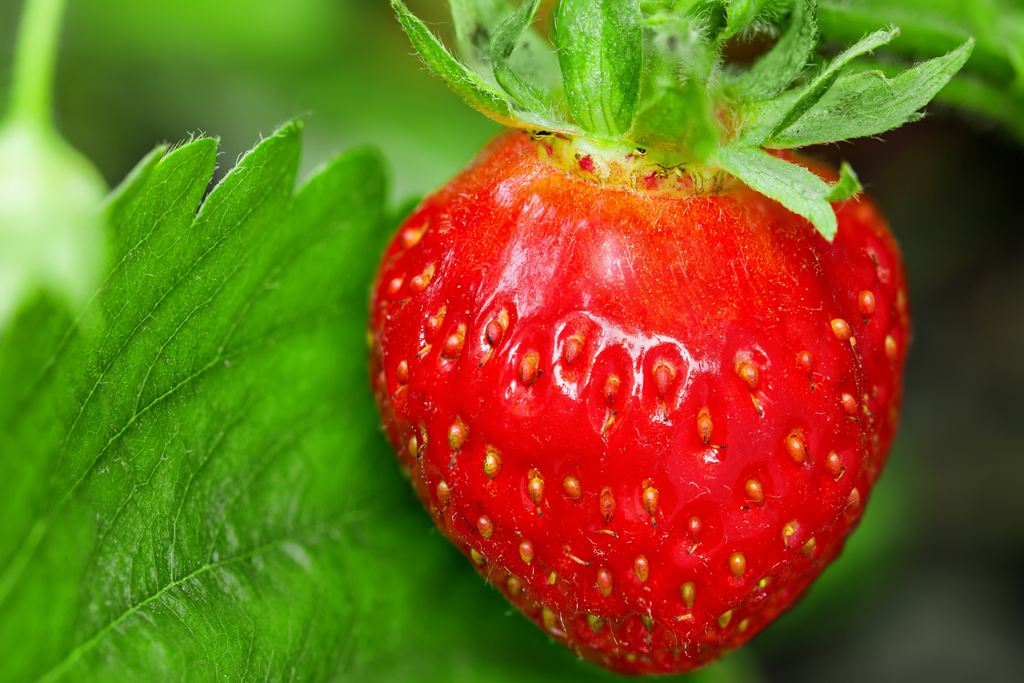 La culture de fraisier, cultiver ses propres fraises