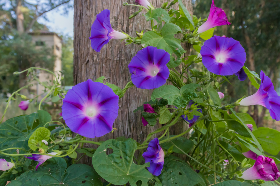 Les annuelles grimpantes : Des plantes spectaculaires pour un jardin    Enracins