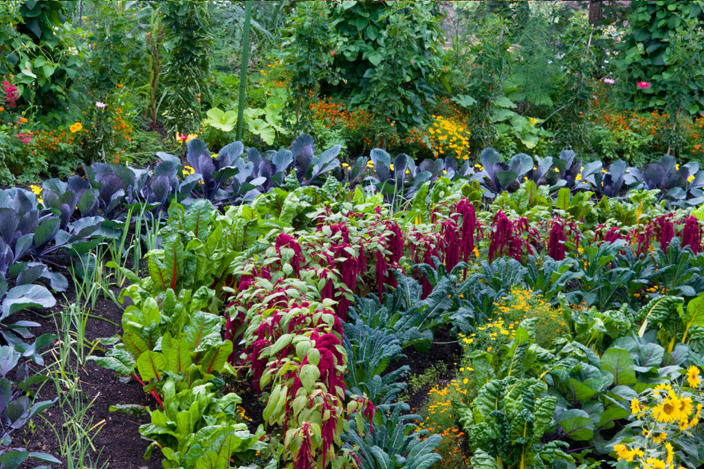 Comment créer une plate-bande gourmande: Beauté et saveurs au jardin !
