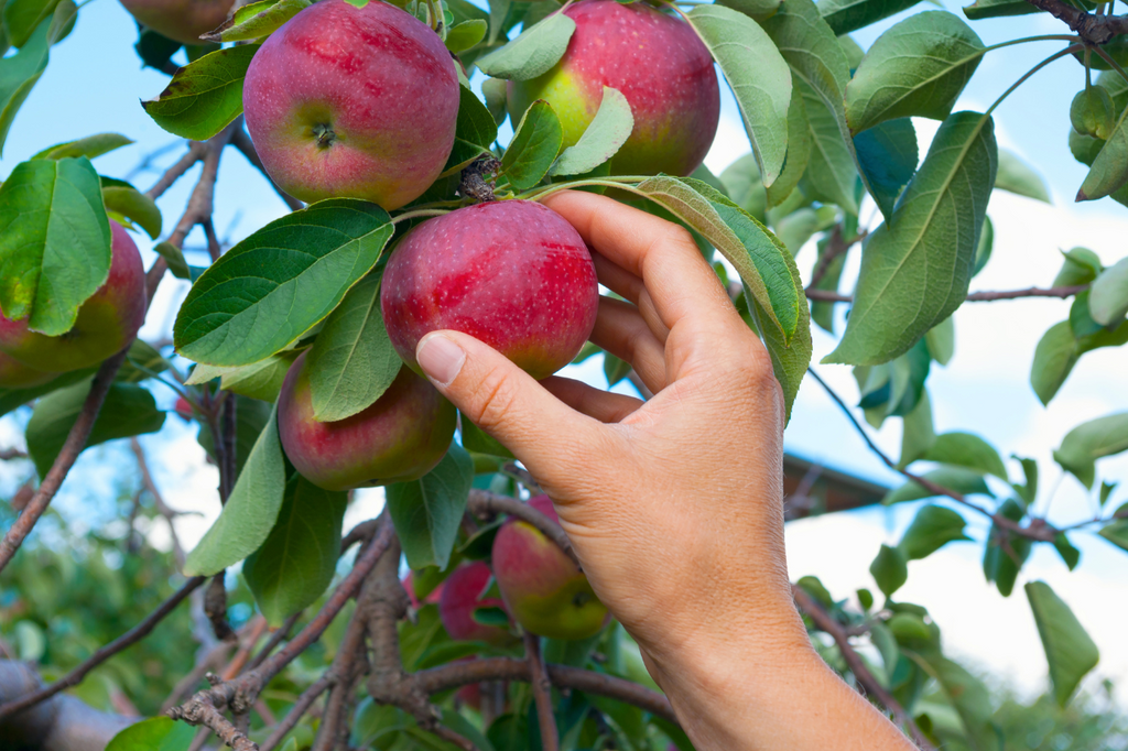 Mon pommier n’a pas fait de pommes cette année : pourquoi ? 🍏