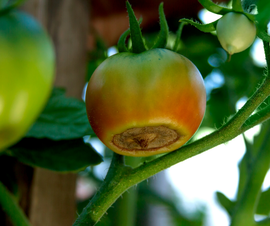 La pourriture apicale, cul-noir chez la tomate