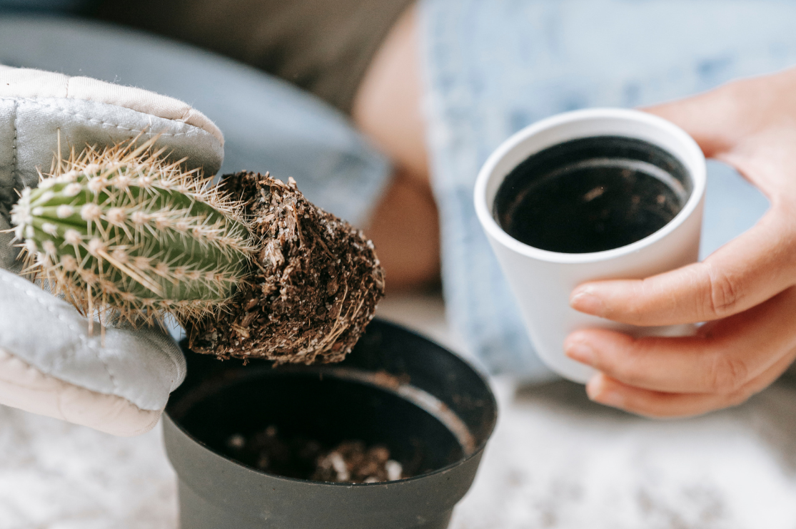 Comment rempoter un cactus sans se piquer : pour une croissance optima   Enracins