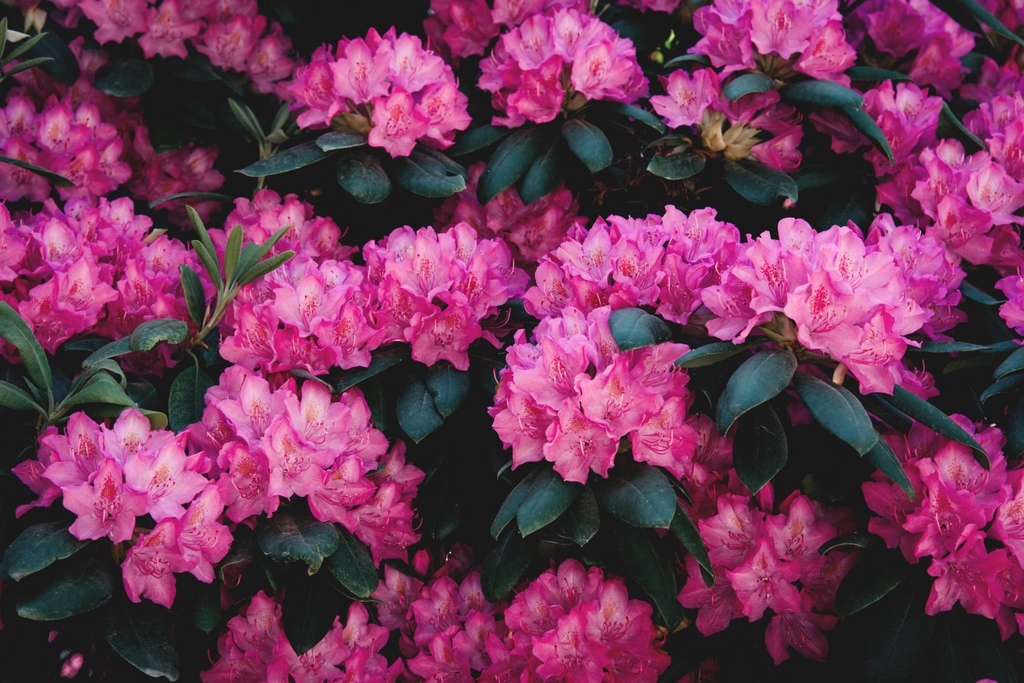 Rhododendron et azalée, plante du mois d’avril