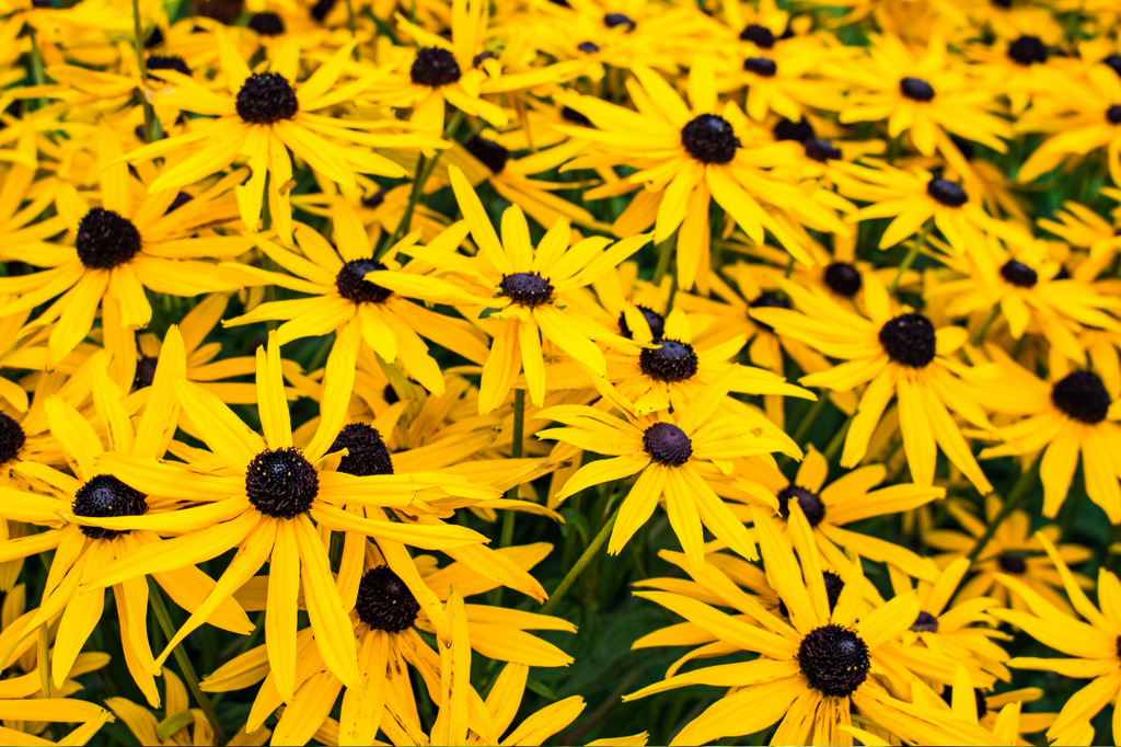 Rudbeckia ‘Goldsturm’ : un soleil incontournable dans vos plates-bandes