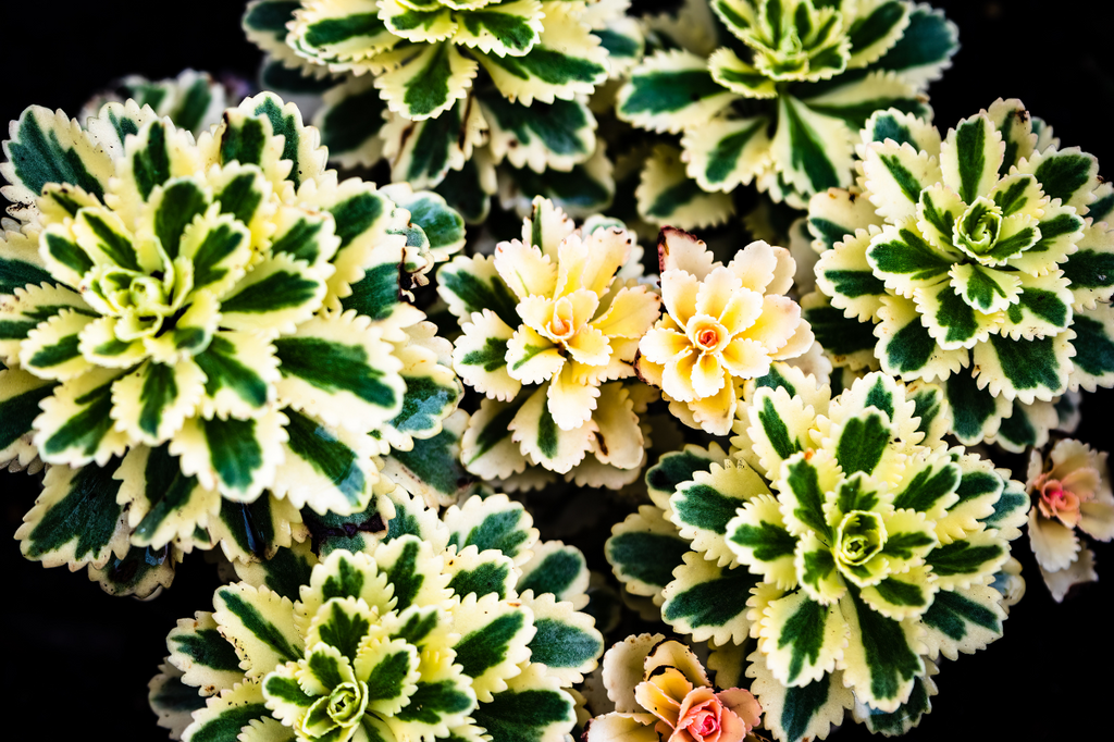 Sedum Atlantis : une petite merveille au jardin
