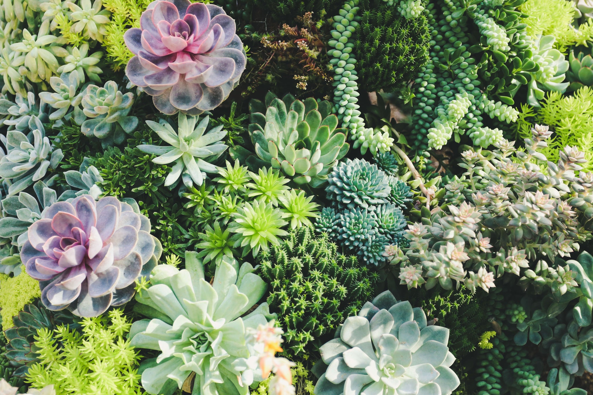 Cactus et succulentes, un peu de soins SVP!  Enracins