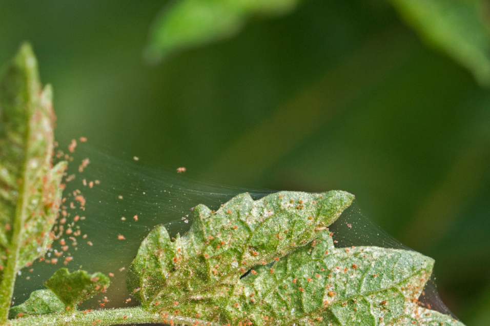 Les tétranyques : Comment les reconnaître et les éliminer ? – Enracinés