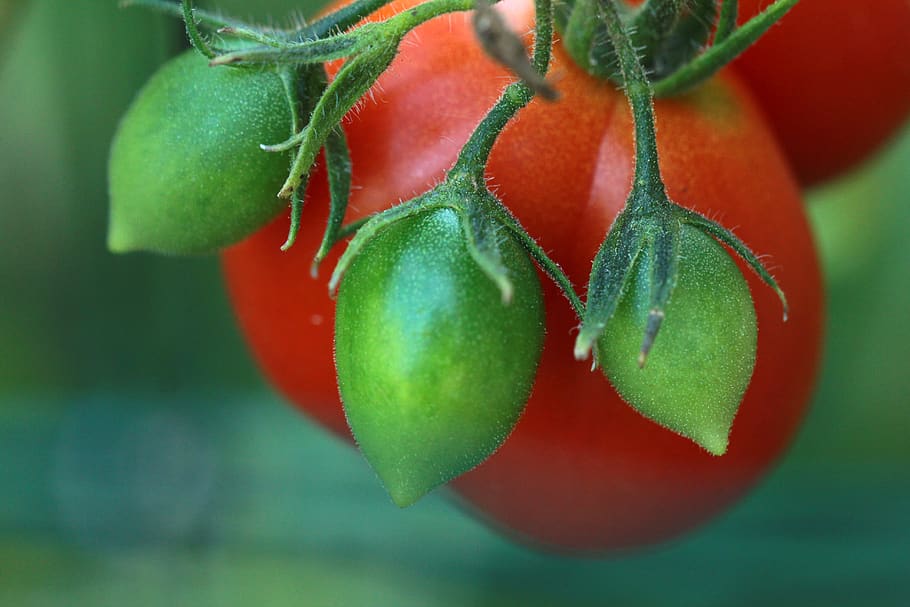 Problèmes fréquents dans la culture des tomates