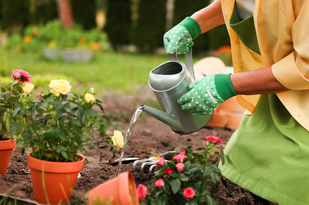 Trucs d'arrosage : pour sauver la vie de tes plantes  Enracins