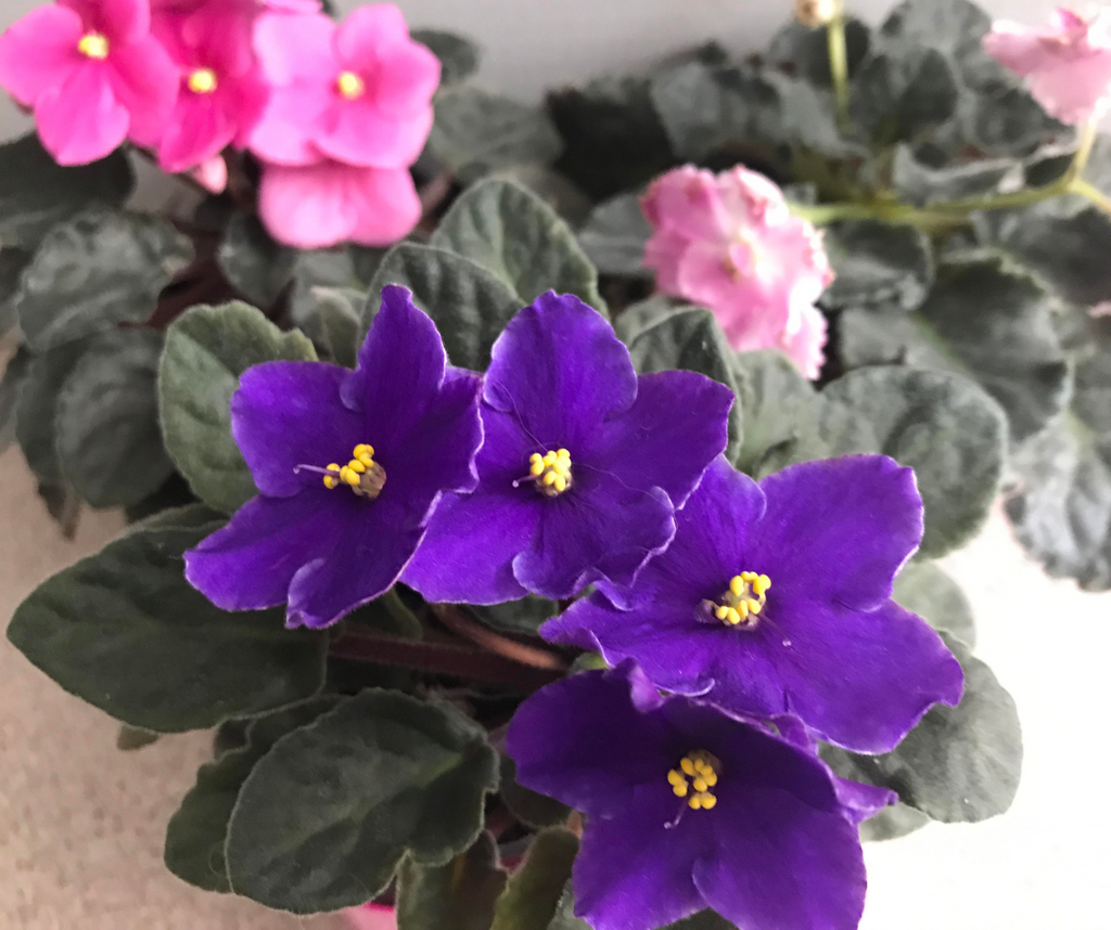 La culture de la violette africaine : Guide complet pour une floraison éclatante