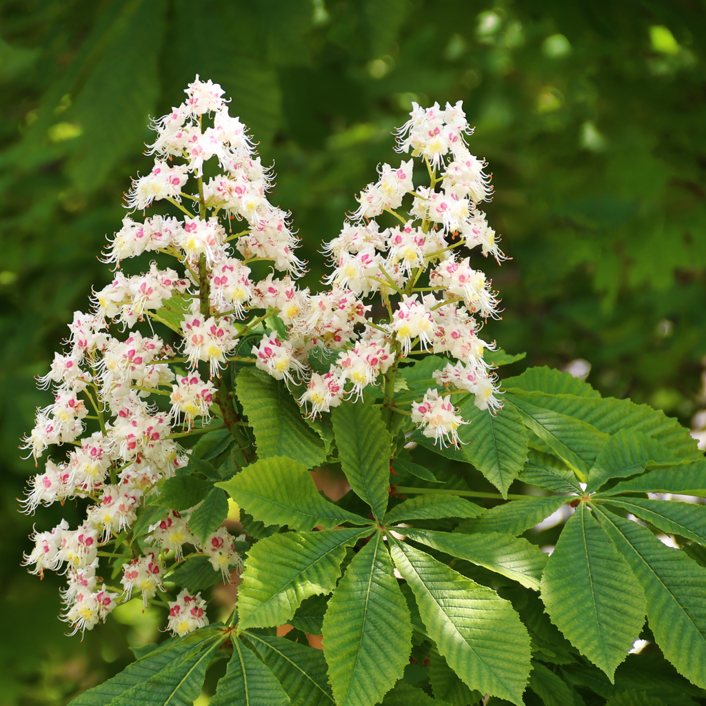 Marronnier - Aesculus glabra