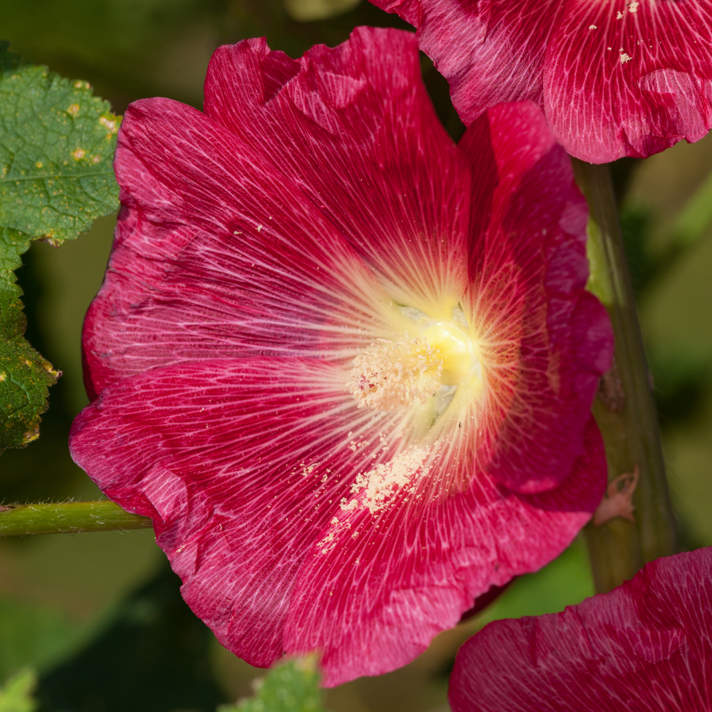 Rose trémière  ’Mars Magic’ - Alcea rosea  ’Mars Magic’