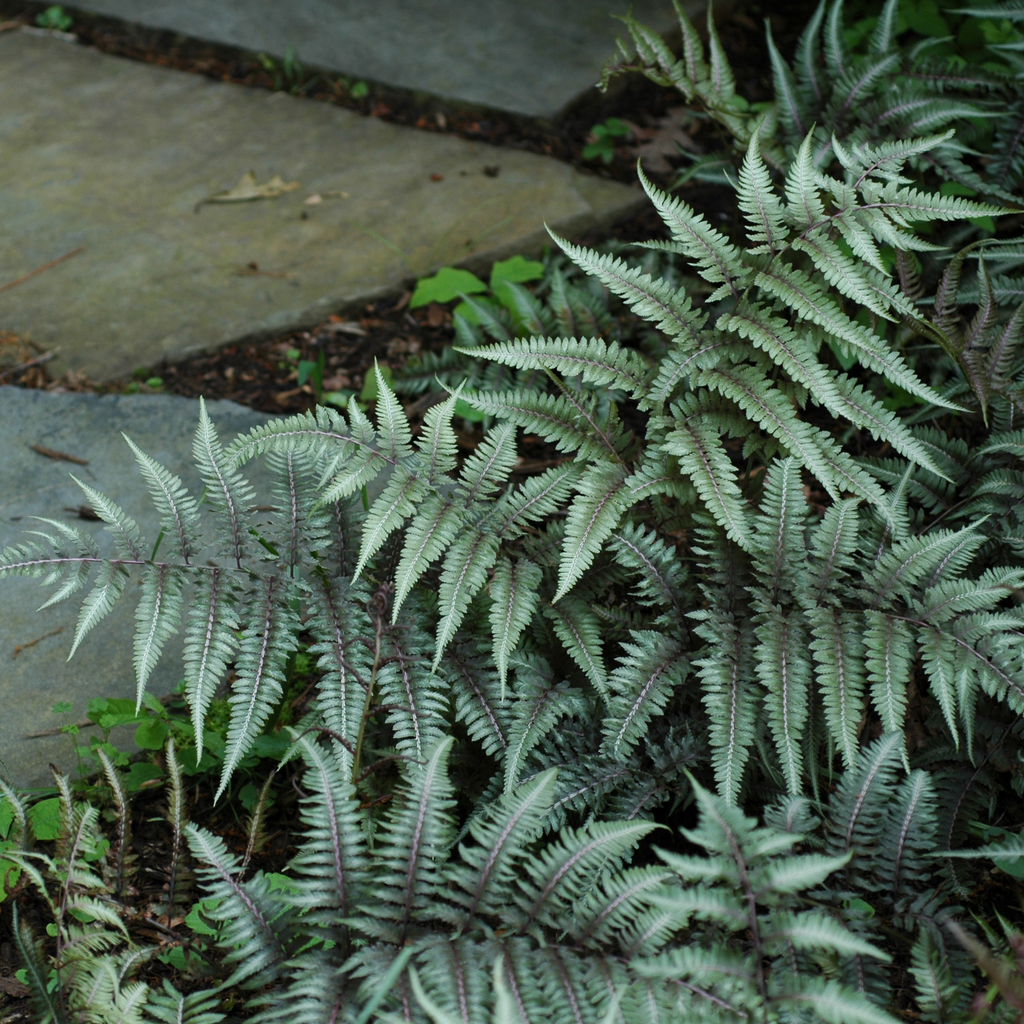 Fougère peinte - Athyrium 'Ghost'