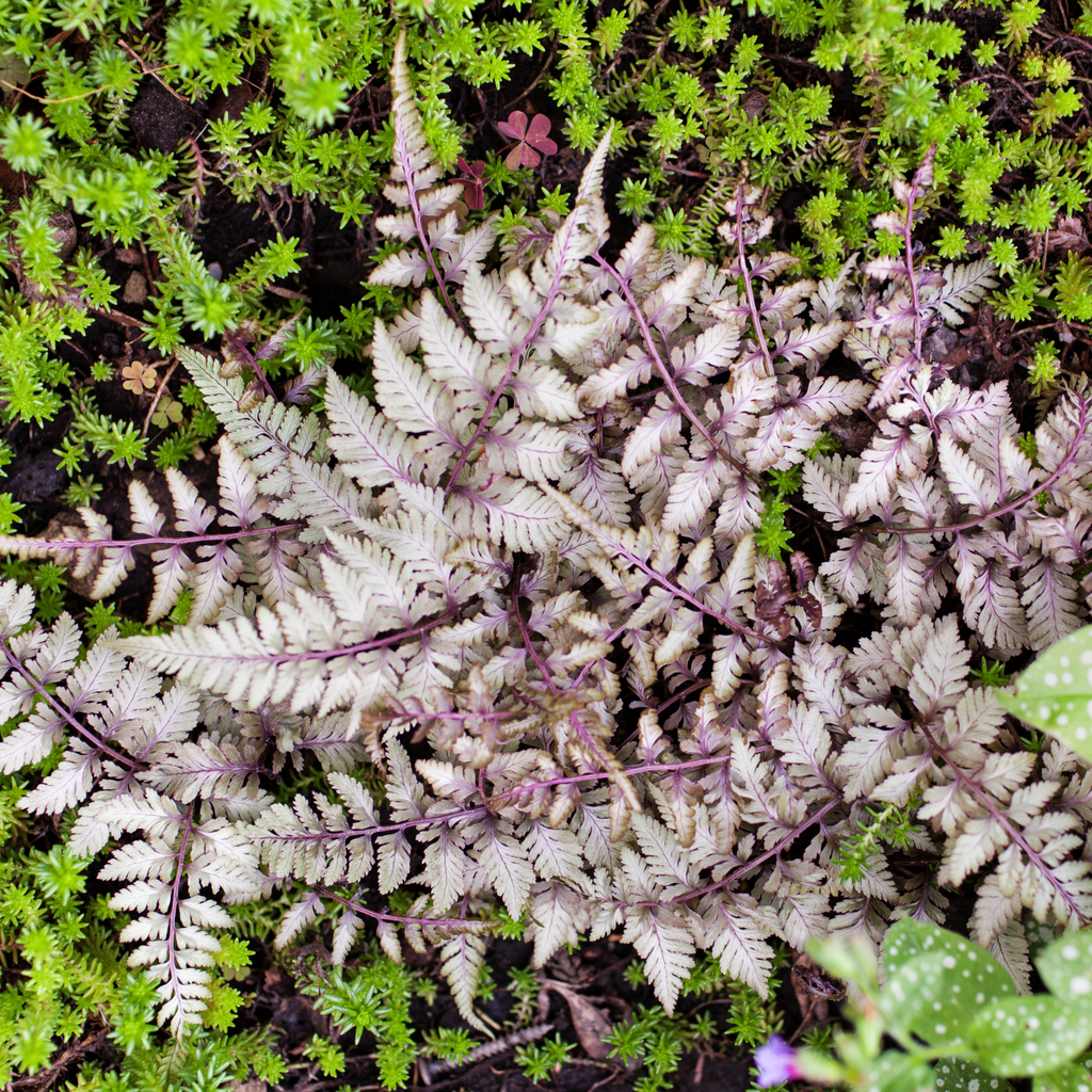 Fougère peinte Burgundy Lace - Athyrium niponicum 'Burgundy Lace'